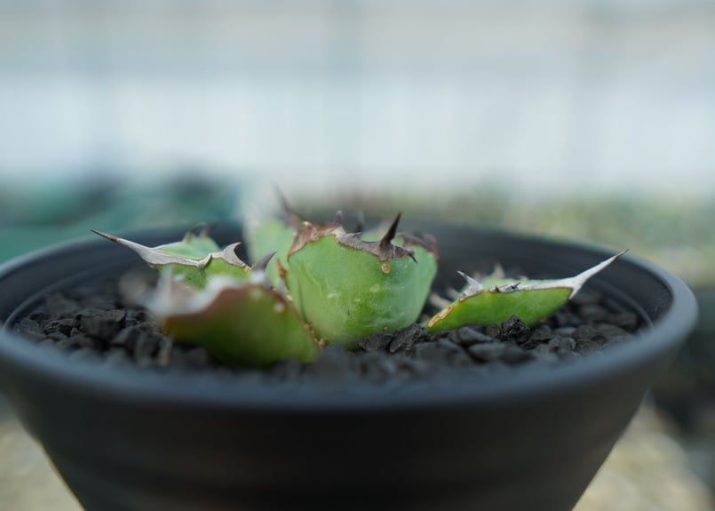 アガベ チタノタ 黒鯨 Agave titanota black whales No.5 | アガベ チタノタ 黒鯨 Agave titanota black whales No.5 |