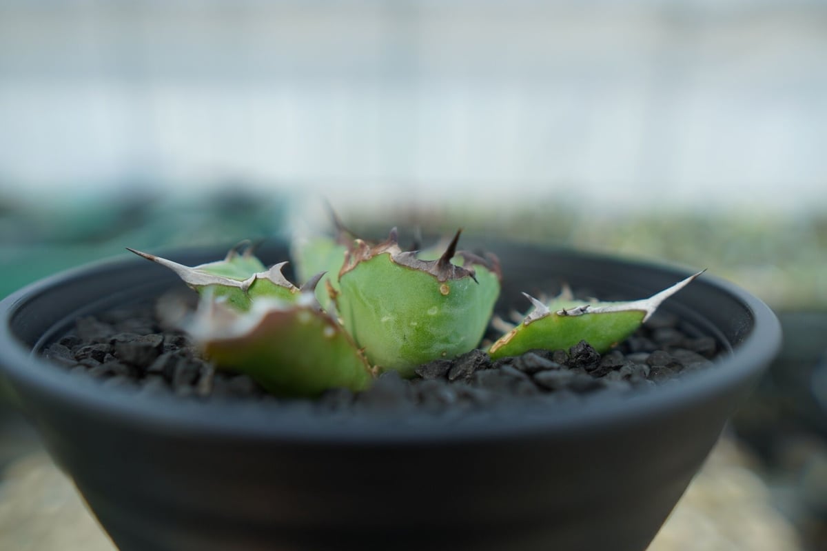 アガベ チタノタ 黒鯨 Agave titanota black whales No.5 | アガベ チタノタ 黒鯨 Agave titanota black whales No.5 |