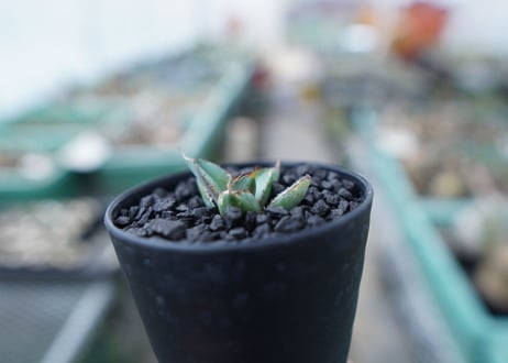 アガベ　チタノタ　 ブラックアンドブルー 　Agave titanota black and blue　No.14