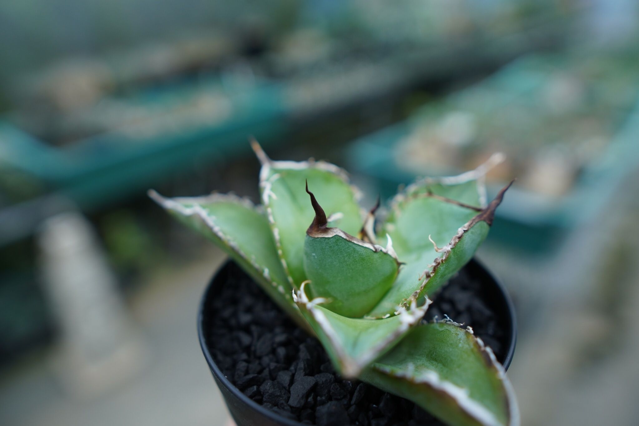 アガベ チタノタ 白鯨 Agave titanota White whale No.3 | m