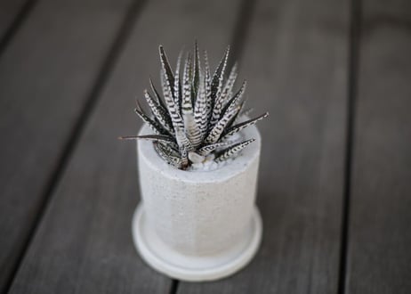 ハオルチア十二の巻 Haworthia fasciata