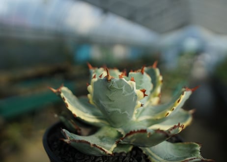 アガベ　兜蟹錦　連棘　Agave isthmensis “Kabutogani” variegata  No.5