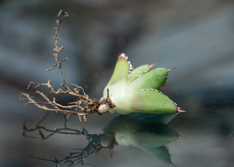 アガベ フィリグリー カキコ株