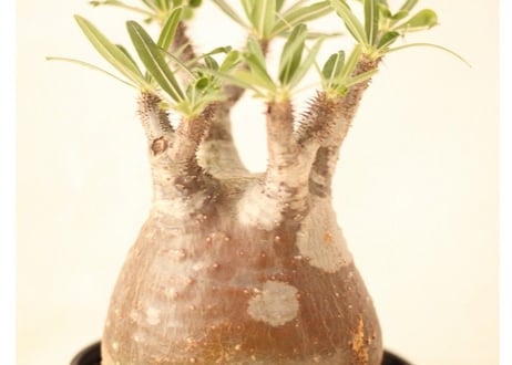 Pachypodium Gracilius パキポディウム  グラキリス  №７