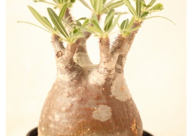 Pachypodium Gracilius パキポディウム グラキリス №7 | mana