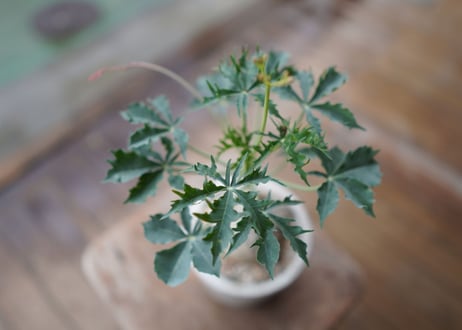 錦珊瑚　Jatropha berlandieri