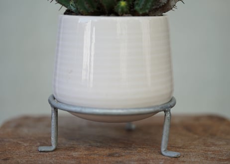 Euphorbia horrida