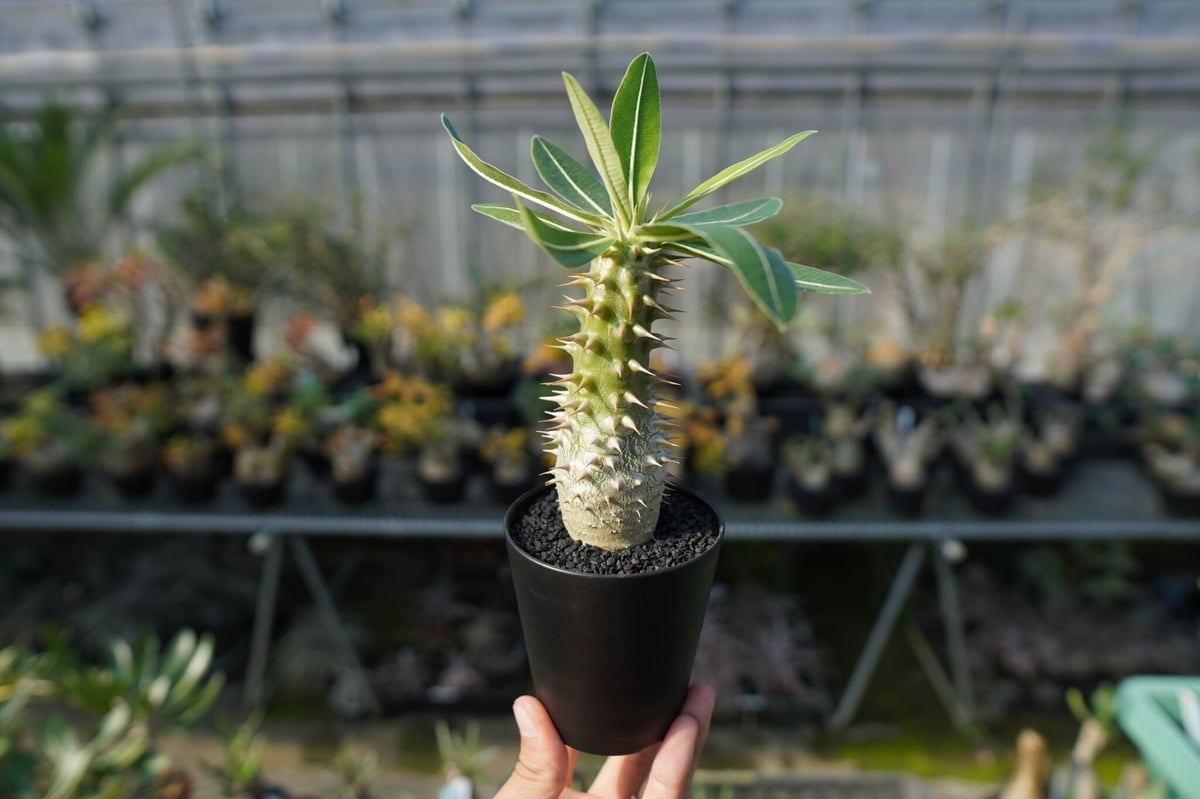 パキポディウム ホロンベンセ Pachypodium horombense | mana's