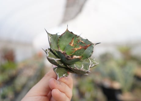 agave titanota  FO-76　No.7