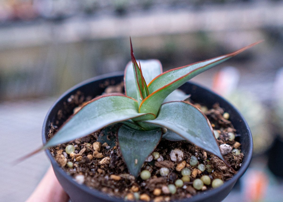 アガベ インプレッサ | mana's farm:塊根植物・アガベ・ドライガーデン