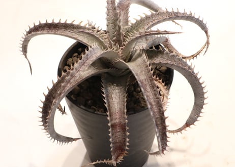 Dyckia ML Red X T-Rex