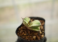 ディッキア dyckia (Arizona x ML) x DelicataGF1 | man