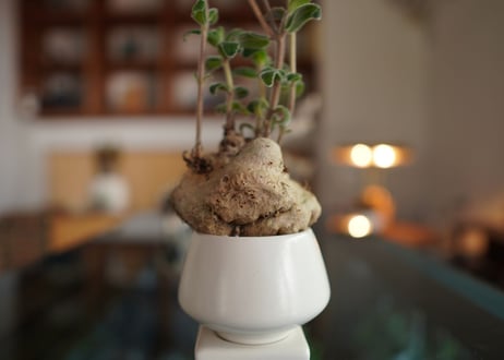 上海の女王　Sinningia tubiflora