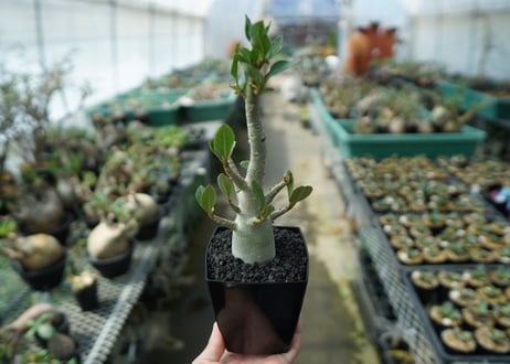 アデニウム　Adenium　No.10