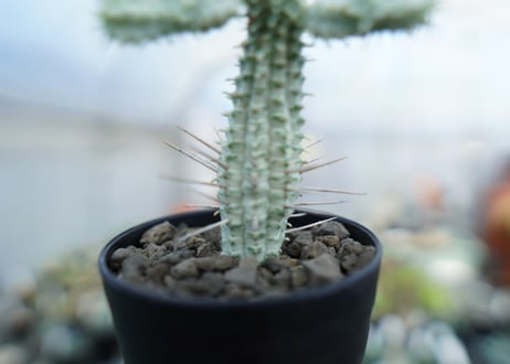 ユーフォルビア　ミルクトロン　Euphorbia mammillaris cv. variegat　No.1