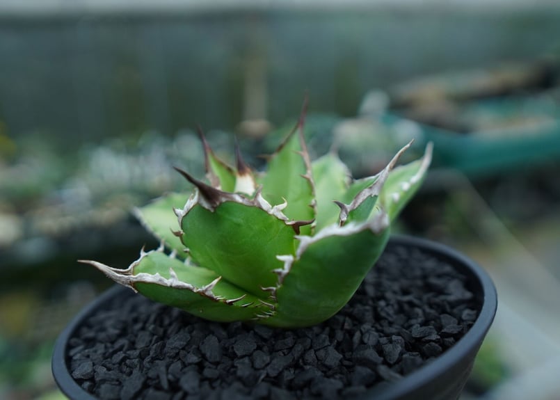 アガベチタノタ　MS-WV 【年末セール】② アガベチタノタ MS-WV ② - メルカリ