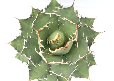 Agave titanota FO-76