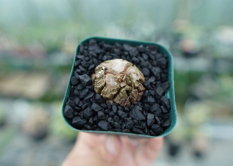 亀甲竜　Dioscorea elephantipes　No.5