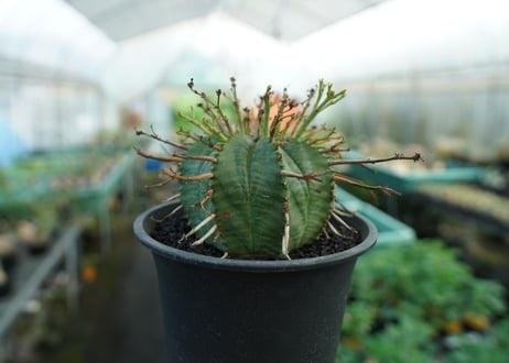 ユーフォルビア　スーパーバリダ　Euphorbia super valida  No.2