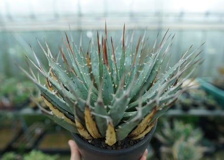 アガベ　ユタエンシス　Agave uthaensis　No.6