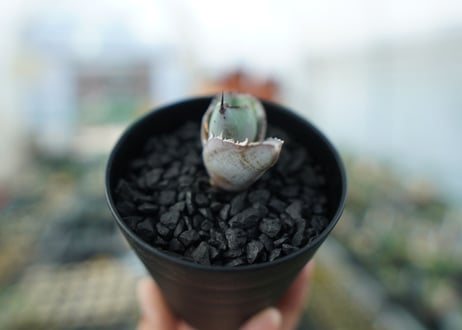 アガベ　チタノタ　 ブラックアンドブルー 　Agave titanota black and blue　No.3