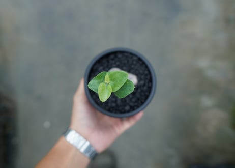 ディオスコレア　シルバティカ　Dioscorea sylvatica