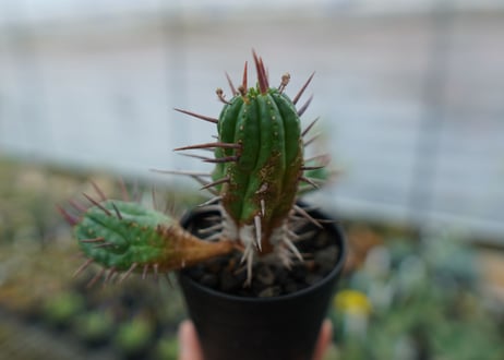 ユーフォルビア　フェロックス　Euphorbia ferox