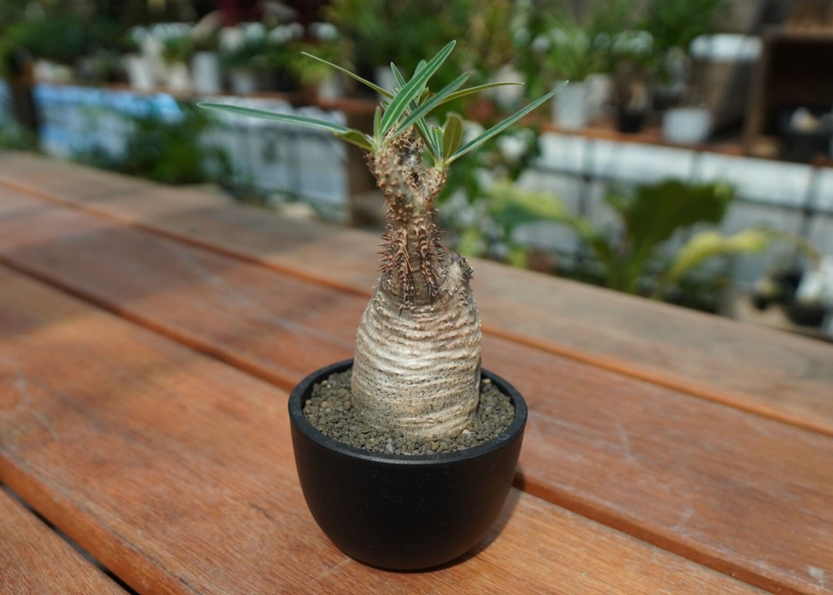 発根管理中】パキポディウム グラキリス Pachypodium Gracilius No
