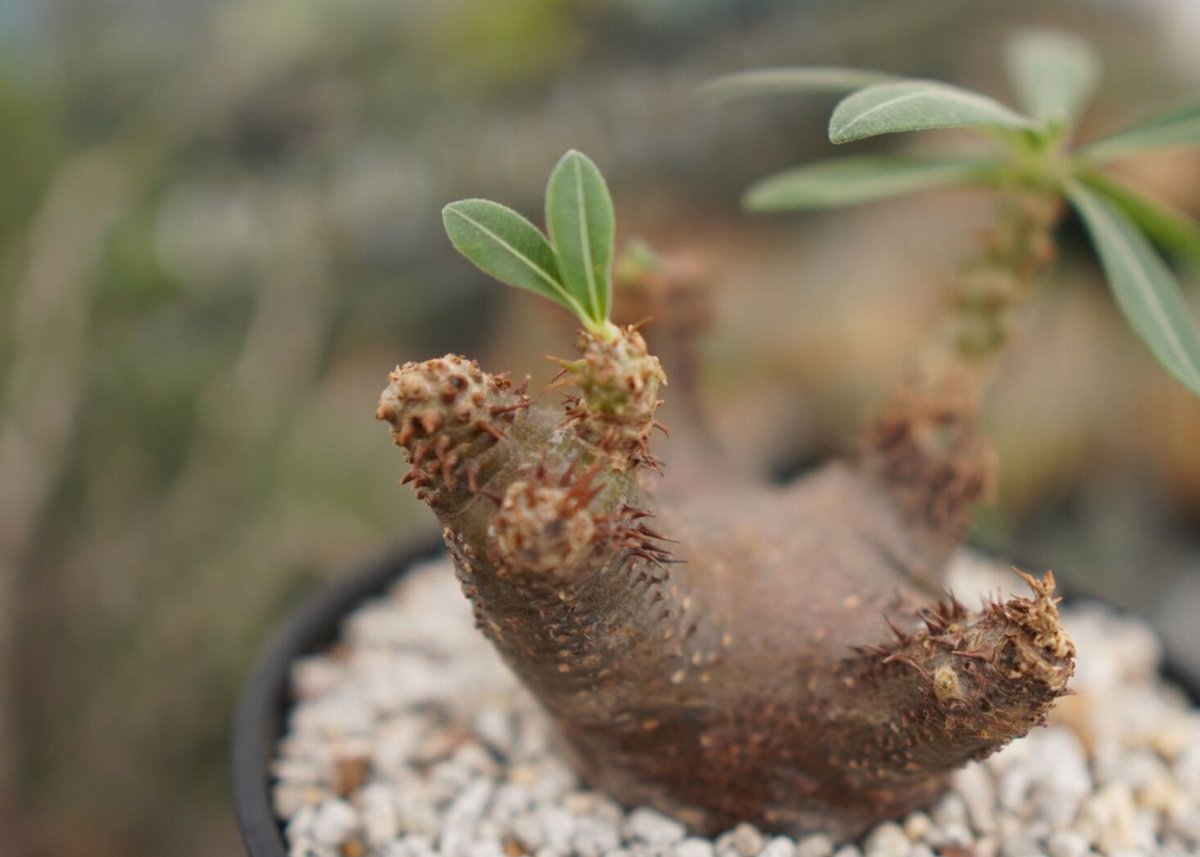 パキポディウム　マカイエンセ　扁平　No.2 パキポディウム マカイエンセ 扁平 No.2 パキポディウム マカイエンセ