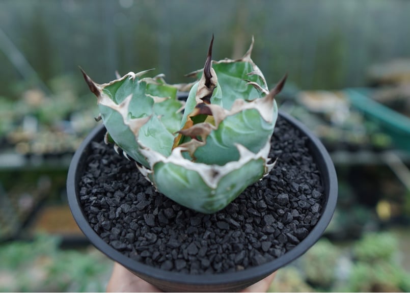 アガベ　ブラックアンドブルー アガベ チタノタ ブラックアンドブルー Agave titanota black