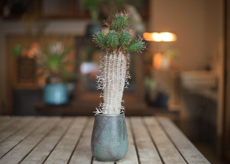 群星冠 Euphorbia stellispina | mana's farm:塊根植物・アガ