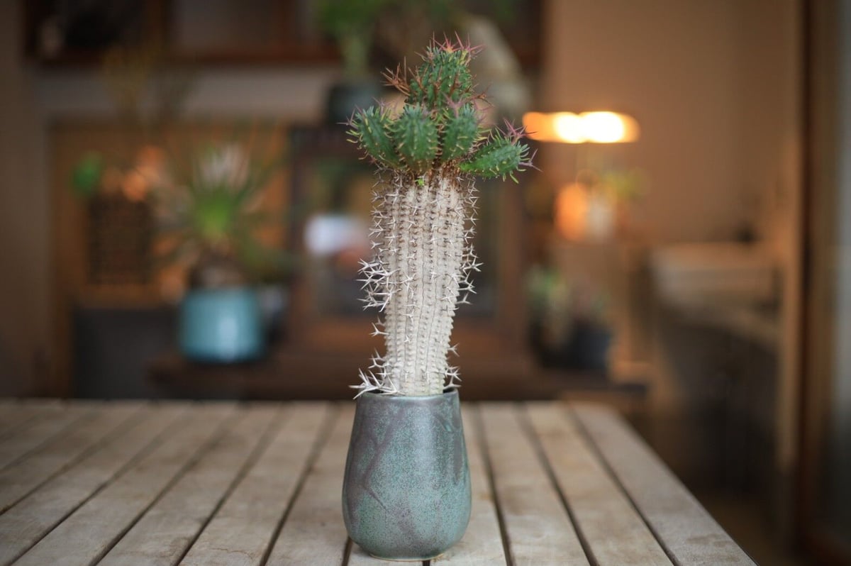 群星冠 Euphorbia stellispina | mana's farm:塊根植物・アガ