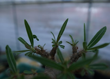 パキポディウム　グラキリス　Pachypodium  Gracilius No.3