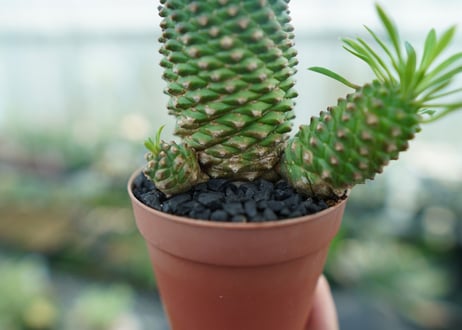 ユーフォルビア　ソテツキリン "パイナップルコーン"　Euphorbia sotetsukirin  No.4