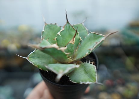 アガベ　チタノタ　獅子光　agave titanota lion light