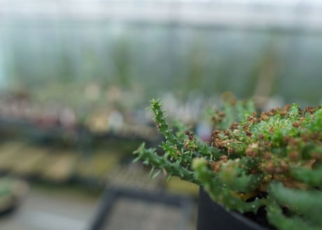 ユーフォルビア　ゴルゴニス　Euphorbia gorgonis