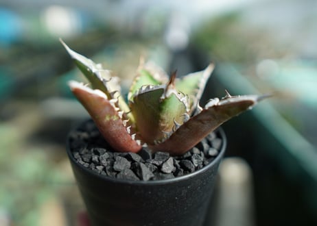 アガベ　チタノタ　レッドキャットウィーズル　Agave titanota Red catweezle　No.7