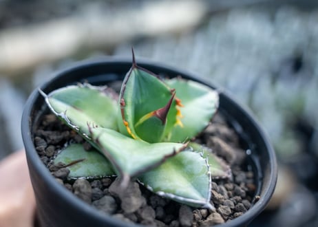 アガベ　チタノタ　ブルー　agave titanota Blue 　NO.2