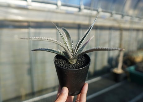 ディッキア　ジョーズ　Dyckia Jaws