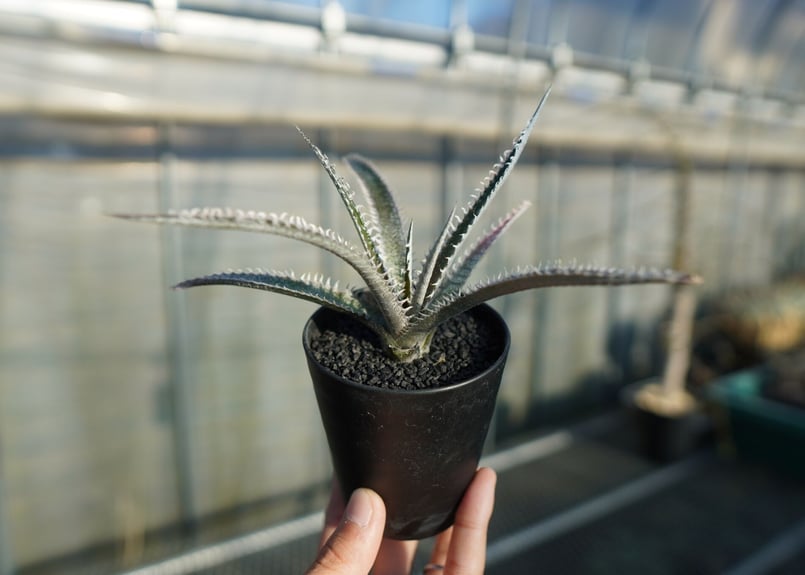 ディッキア ジョーズ Dyckia Jaws | mana's farm:塊根植物・アガベ・ド