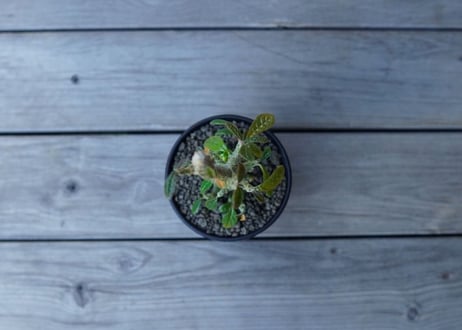 ドルステニア　ギガス　Dorstenia gigas