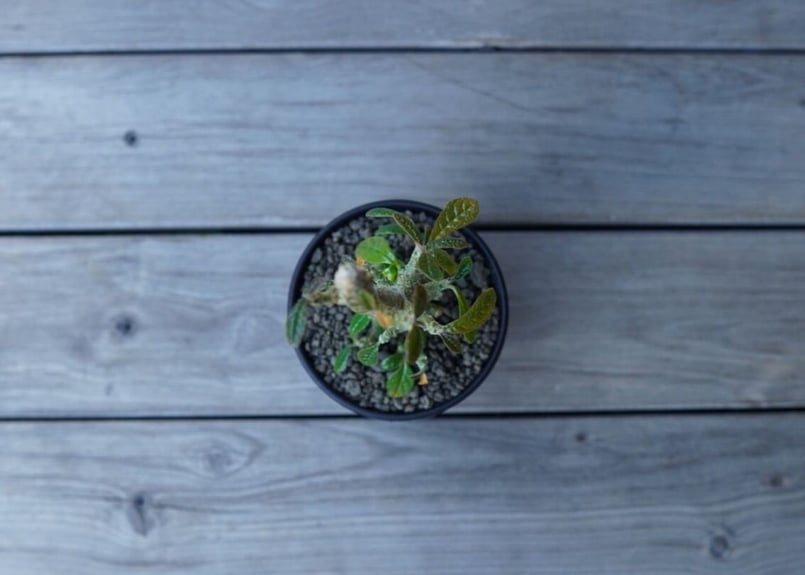 ドルステニア ギガス Dorstenia gigas | mana's farm:塊根植物・ア