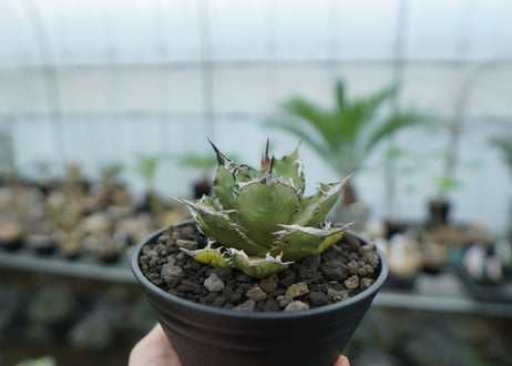 アガベ　チタノタ　FO-76　agave titanota  FO-76　No.8