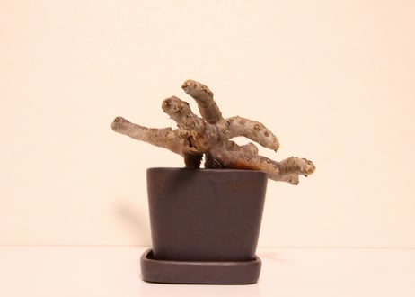 サルコカウロン・ムルチフィズム　Sarcocaulon multifidum