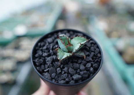アガベ　チタノタ　 ブラックアンドブルー 　Agave titanota black and blue　No.1