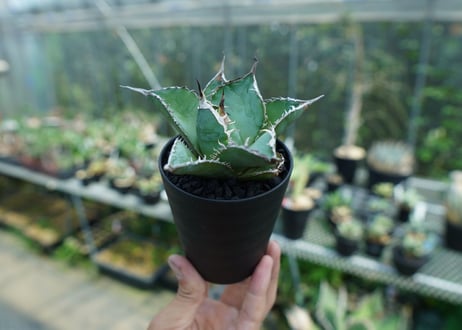 アガベ　チタノタ　白鯨　Agave titanota White whale