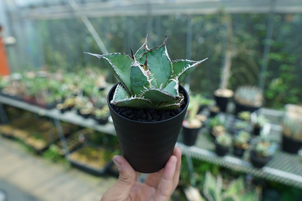 アガベ チタノタ 【白鯨】 Agave titanota White Whale fit=scale-down,w=1200