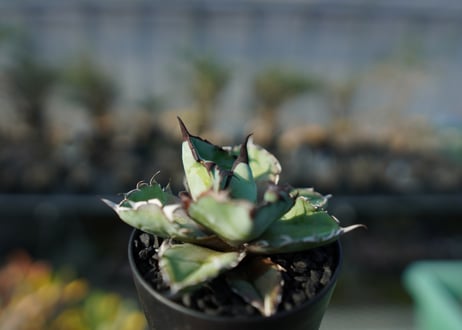 アガベ　チタノタ　 ブラックアンドブルー 　Agave titanota black and blue  No.2