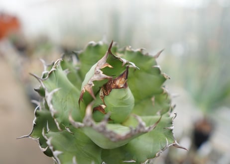 Agave titanota FO-76  I dwarf   (G)