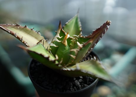 アガベ　チタノタ　レッドキャットウィーズル　Agave titanota Red catweezle　No.8